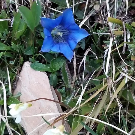 Gæstehus Haus Hoeller Kleinarl